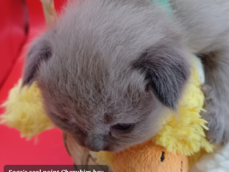 Hearthrob Ragdolls - seal point Cherubim boy - green collar
