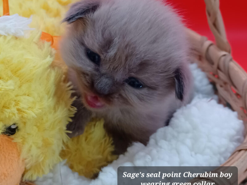 Hearthrob Ragdolls - seal point Cherubim boy - green collar