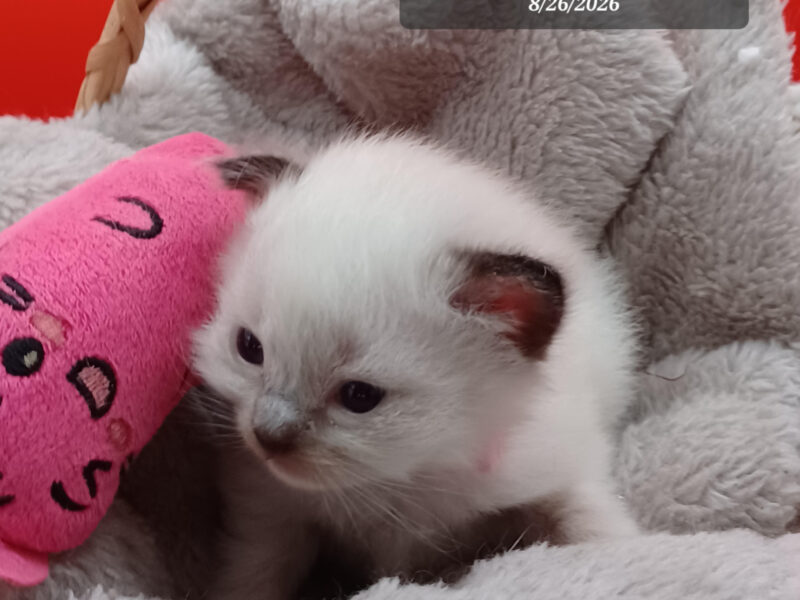 Hearthrob Ragdolls - seal mitted girl - light pink collar