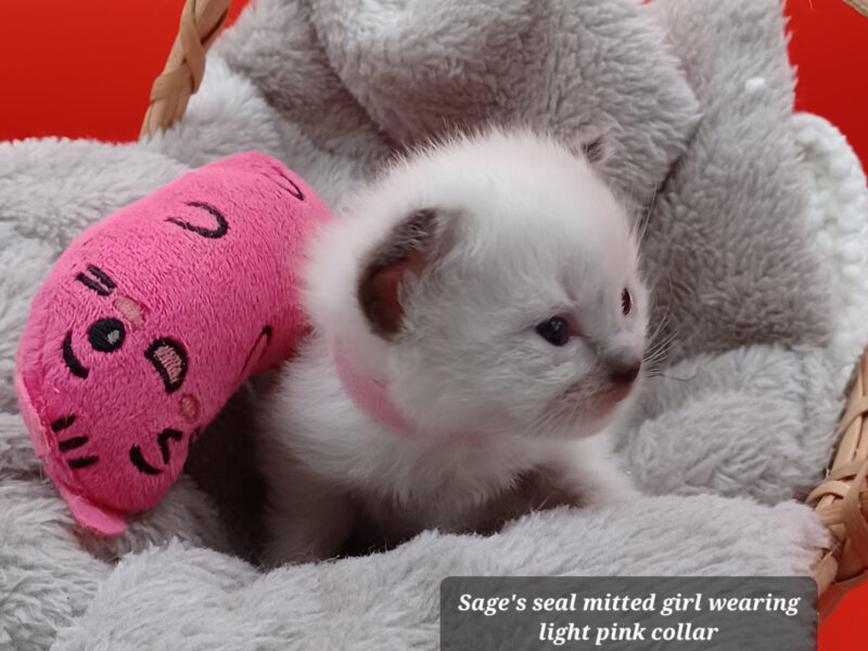 Hearthrob Ragdolls - seal mitted girl - light pink collar
