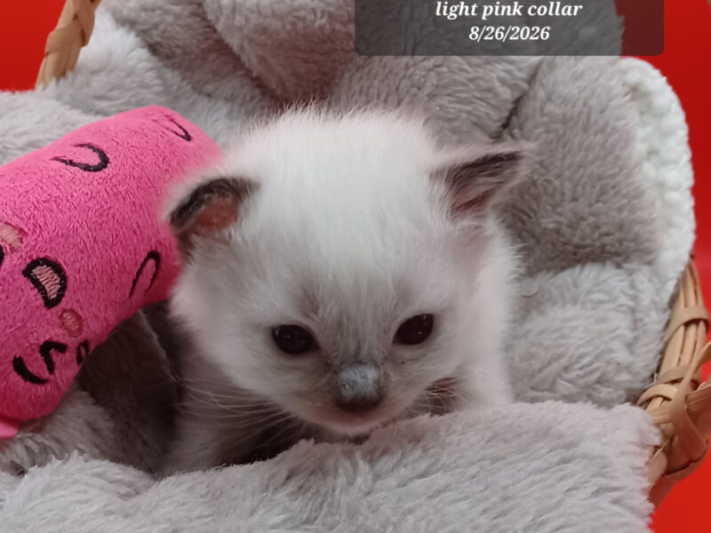 Hearthrob Ragdolls - seal mitted girl - light pink collar