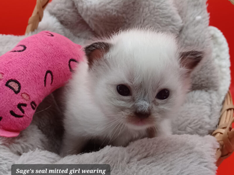 Hearthrob Ragdolls - seal mitted girl - light pink collar