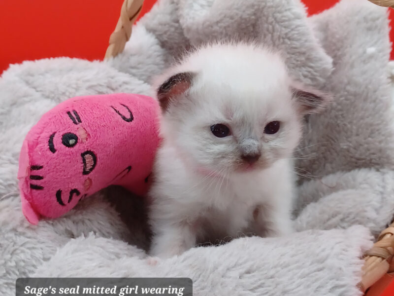 Hearthrob Ragdolls - seal mitted girl - light pink collar