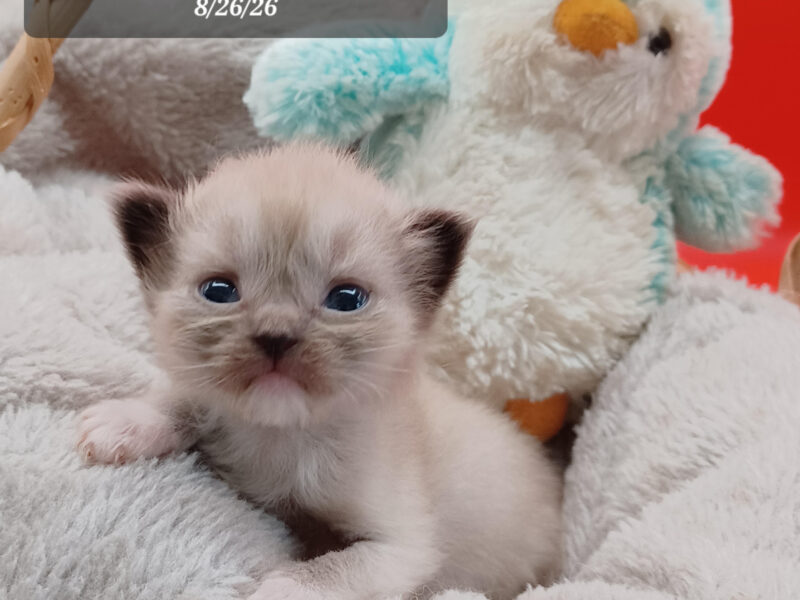 Hearthrob Ragdolls - seal mitted mink boy - no collar