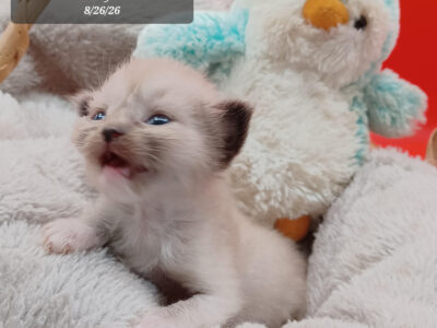 Hearthrob Ragdolls - seal mitted mink boy - no collar
