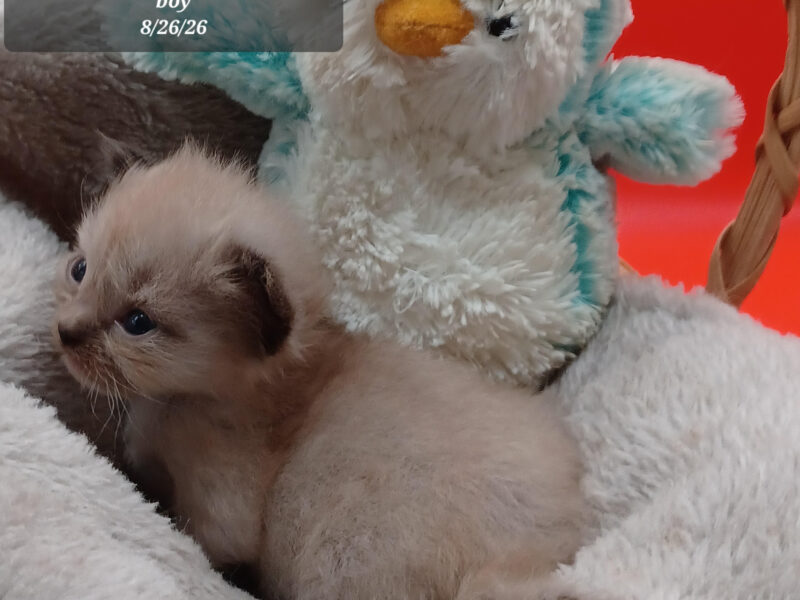 Hearthrob Ragdolls - seal mitted mink boy - no collar