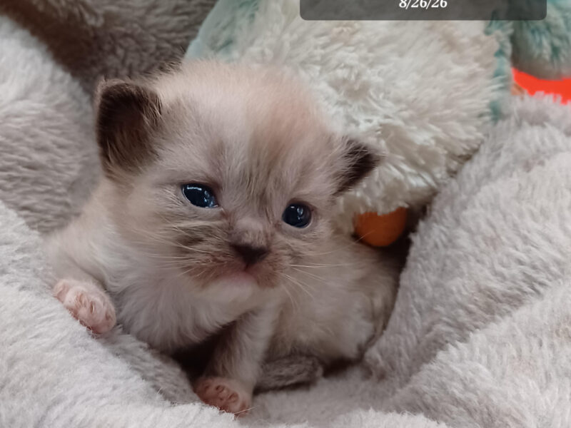 Hearthrob Ragdolls - seal mitted mink boy - no collar