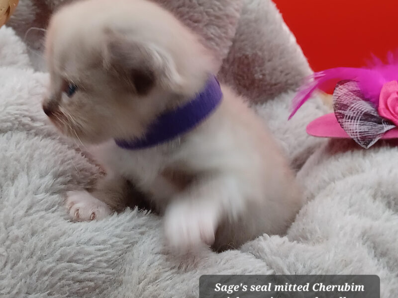 Hearthrob Ragdolls - Seal mitted mink girl - purple collar