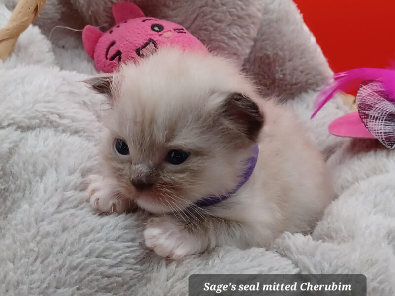 Hearthrob Ragdolls - Seal mitted mink girl - purple collar