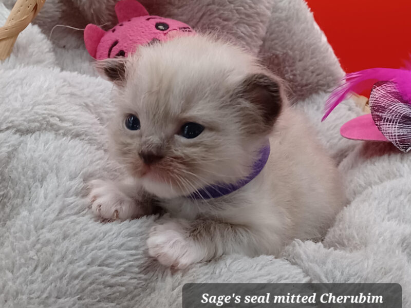 Hearthrob Ragdolls - Seal mitted mink girl - purple collar