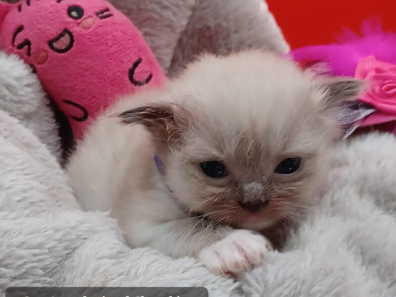 Hearthrob Ragdolls - Seal mitted mink girl - purple collar