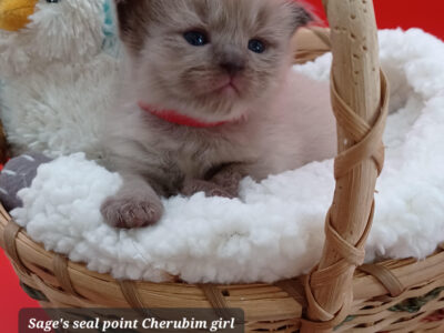 Hearthrob Ragdolls - seal point mink girl - red collar