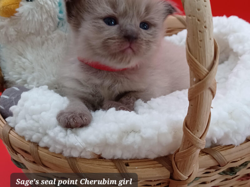 Hearthrob Ragdolls - seal point mink girl - red collar