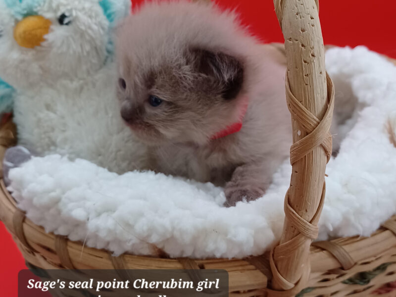 Hearthrob Ragdolls - seal point mink girl - red collar