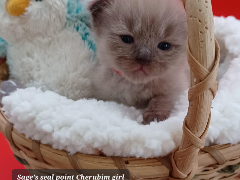 Hearthrob Ragdolls - seal point mink girl - red collar
