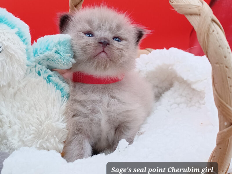 Hearthrob Ragdolls - seal point mink girl - red collar