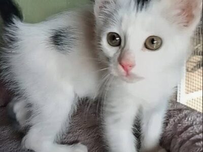 Sweet Sherry is Looking for her Furr-ever After!