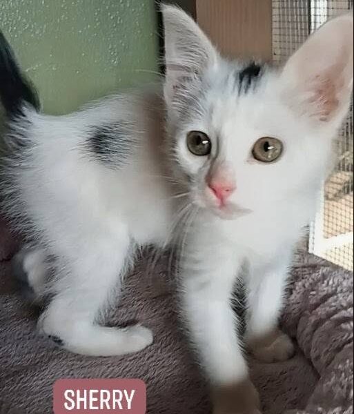 Sweet Sherry is Looking for her Furr-ever After!