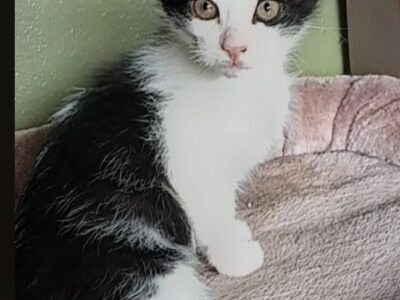 Whiskey is just like his namesake!