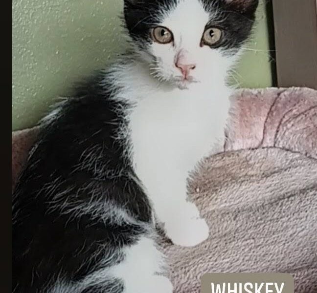 Whiskey is just like his namesake!