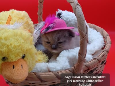 Hearthrob Ragdolls - seal mitted mink girl - white collar