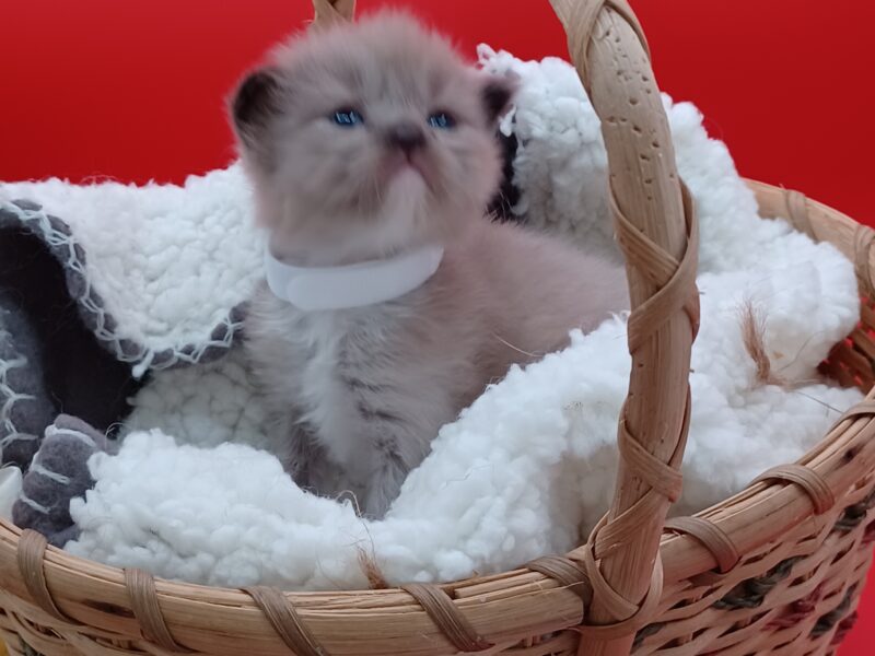Hearthrob Ragdolls - seal mitted mink girl - white collar