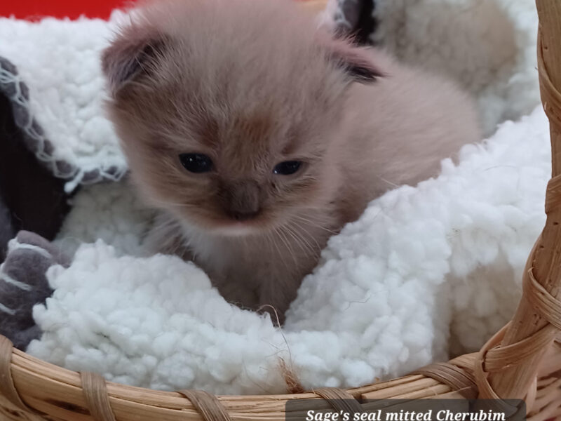 Hearthrob Ragdolls - seal mitted mink girl - white collar