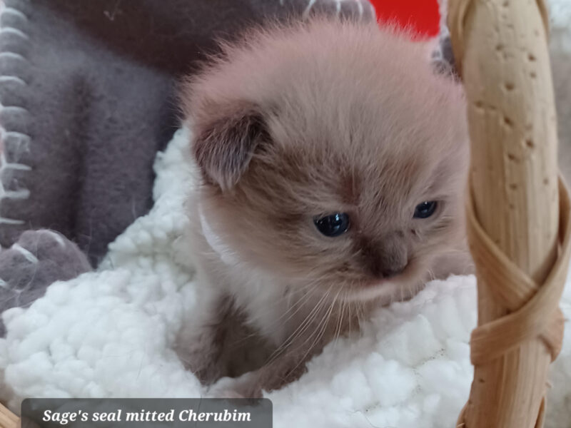 Hearthrob Ragdolls - seal mitted mink girl - white collar