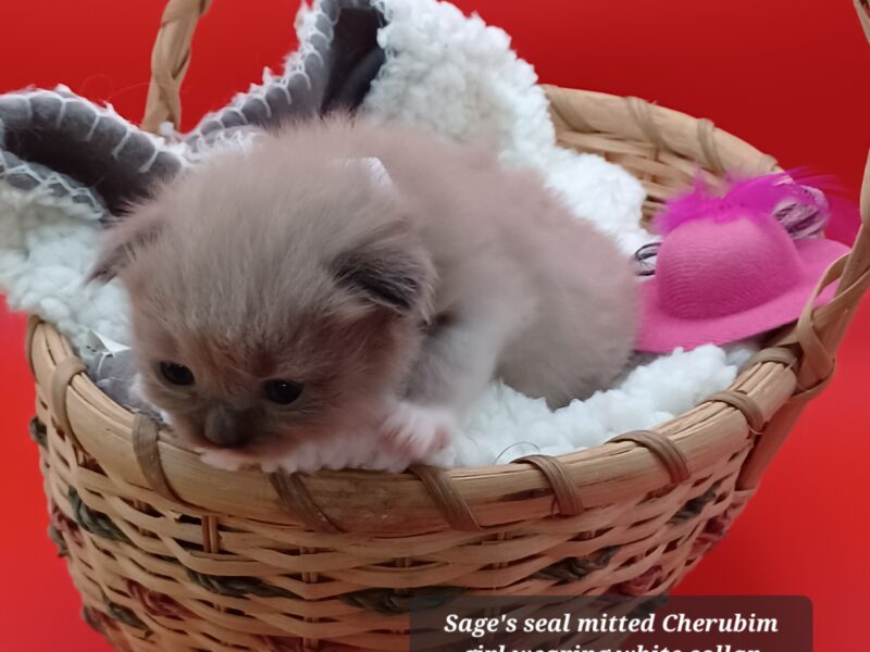 Hearthrob Ragdolls - seal mitted mink girl - white collar