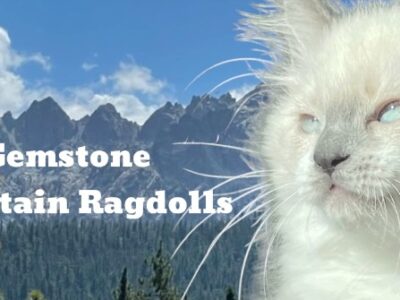 Gemstone Mountain Ragdolls
