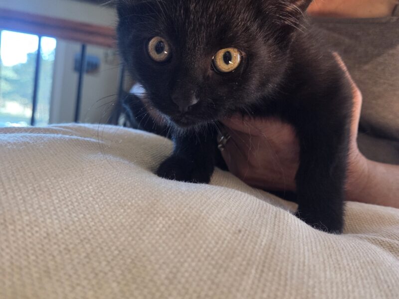12 week old barn cats
