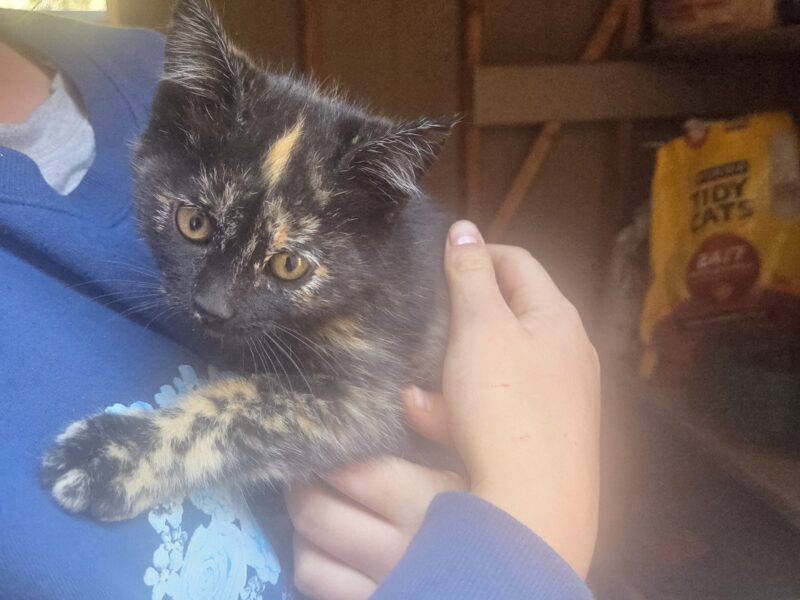 12 week old barn cats