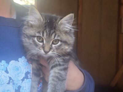 12 week old barn cats