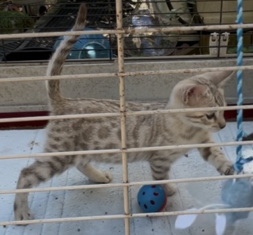 Female spotted seal mink snow leopard bengal kitten.