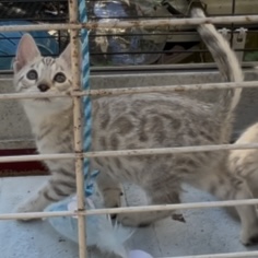 Female spotted seal mink snow leopard bengal kitten.