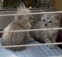 Cashmere Seal Lynx Point Bengal Snow Kittens