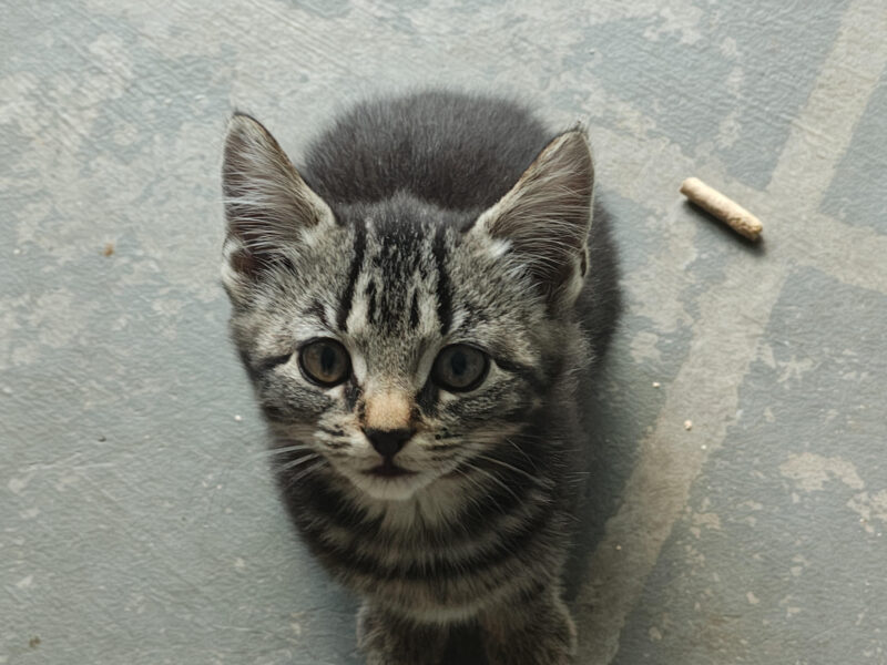 10 Week Old Farm Kitten