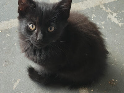 10 Week Old Farm Kitten