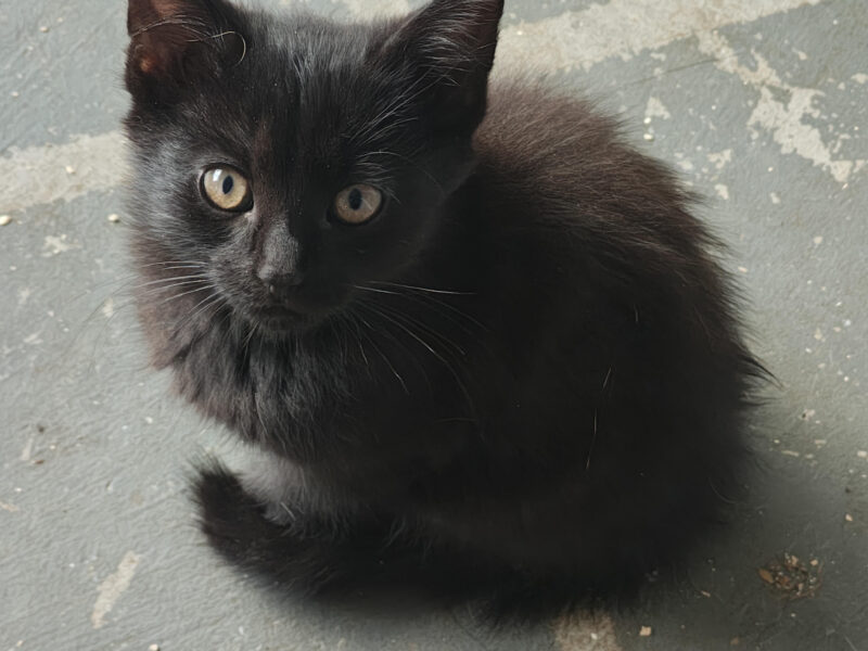 10 Week Old Farm Kitten