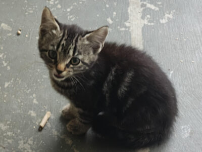 10 Week Old Farm Kitten