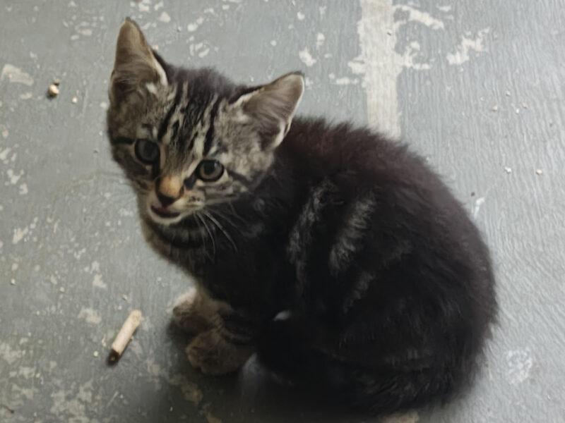 10 Week Old Farm Kitten